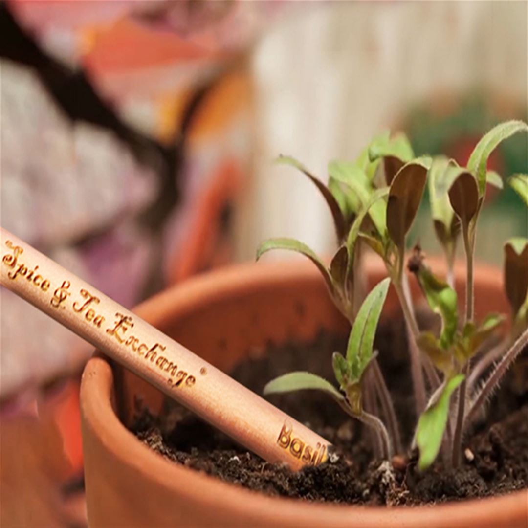 A small basil plant grows in a terracotta pot with a wooden marker and an Herb Pencil—featuring a seed capsule—planted in the soil.