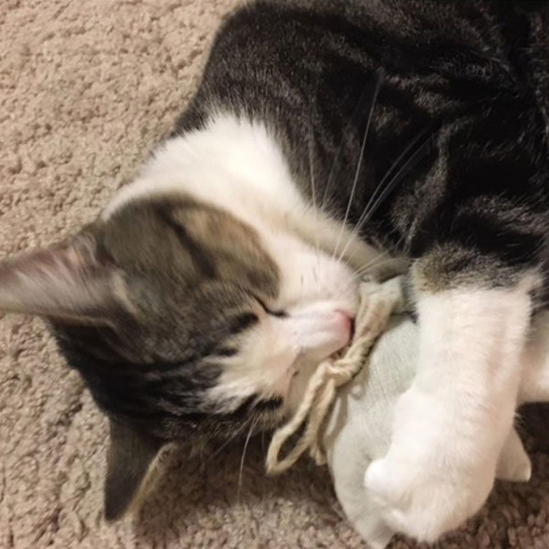 A gray and white cat lies on a carpet, hugging and playfully biting a small gray stuffed toy filled with Organic Catnip.